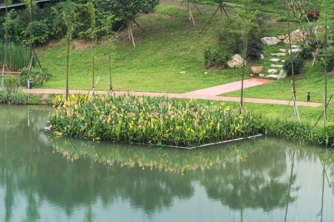 清遠(yuǎn)飛來峽海綿公園生態(tài)浮床.jpg
